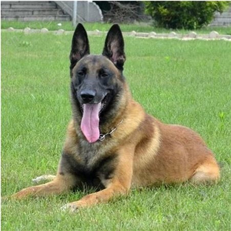 纯种马犬幼犬 长期养殖 双血统成年犬 已做免疫驱虫