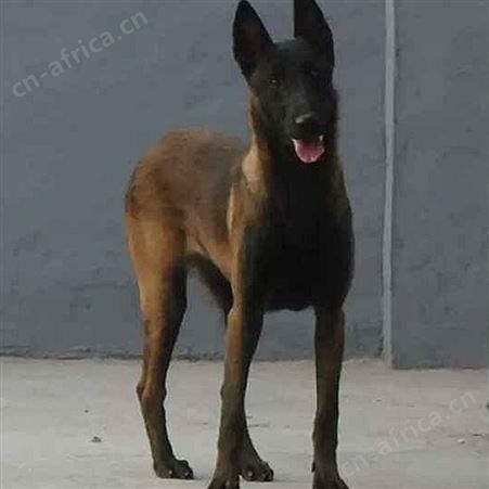 纯种马犬幼犬 长期养殖 双血统成年犬 已做免疫驱虫