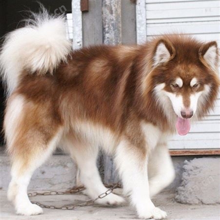 阿拉斯加雪橇犬 出售纯种阿拉斯加犬 体系完整适应性强
