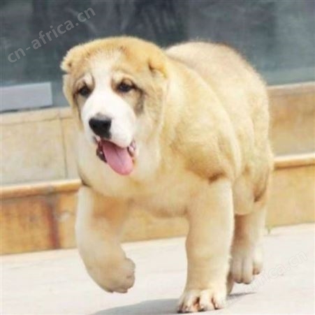 双血统中亚牧羊犬养殖 幼犬科学饲养 肌肉发达 明茂