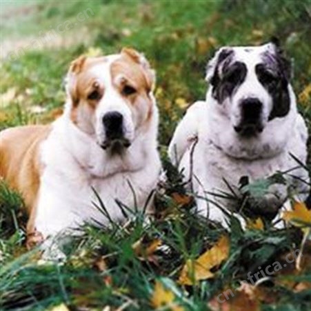科学养殖成年宠物中亚牧羊犬 体型高大 采食性广 耐粗饲