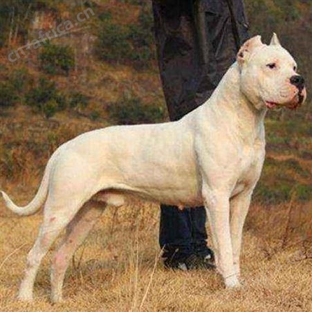 双血统阿根廷杜高犬 家养宠物伴侣犬 适应能力强 好养易活 明茂