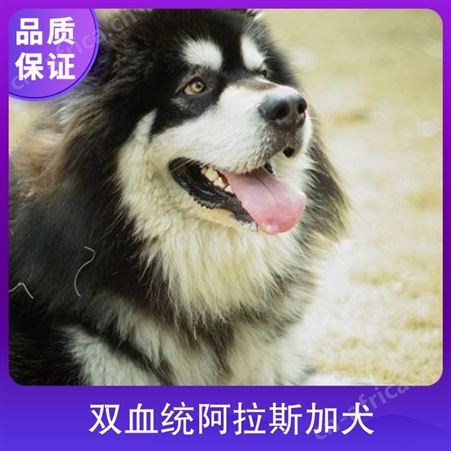 双血统阿拉斯加犬 犬种雪橇犬 动物种类犬类 怀胎期58-65天