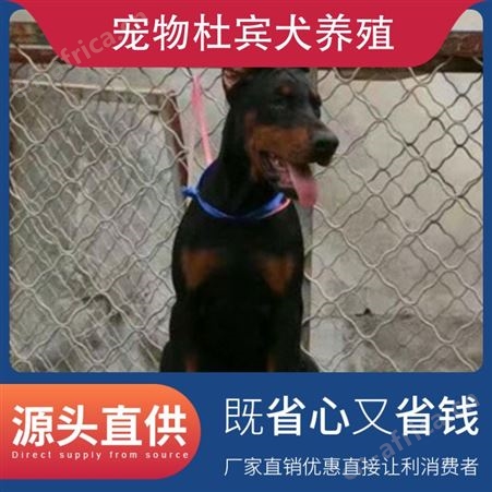 宠物杜宾犬养殖 品种杜宾犬 养殖方式散养 特点抗粗放管理