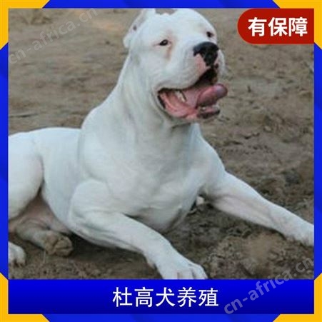 杜高犬养殖场 品种犬 性别公母 年龄2-5个月