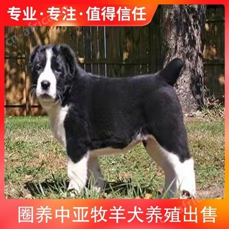 圈养中亚牧羊犬养殖出售 规格幼崽 成活率百分之85