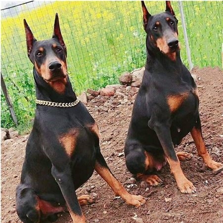 出售中型杜宾犬 看家护院犬 肌肉发达 行动敏捷 适应性强