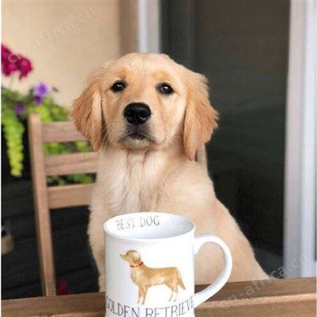 金毛犬幼崽活体供应 纯种犬养殖 大骨架 动作敏捷