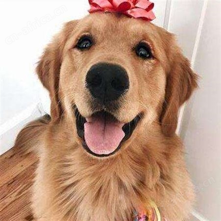 成年金毛犬幼犬 宠物养殖 体格良好 性情温顺 自然散养
