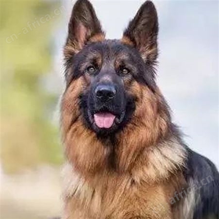农家养殖看家护院德国牧羊犬 双血统德牧犬 已做免疫驱虫 明茂