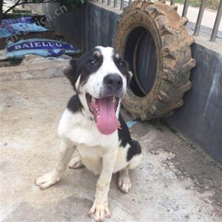 农家养殖中亚牧羊犬 宠物犬 性情温顺 行动敏捷 提供技术指导