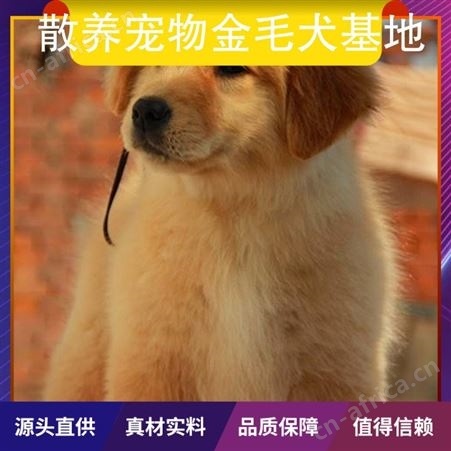 散养宠物金毛犬基地 公母均有 品种金毛 体长55cm