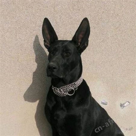 散养种黑狼犬三个月幼犬 行动敏捷 尾巴细长笔直 明茂
