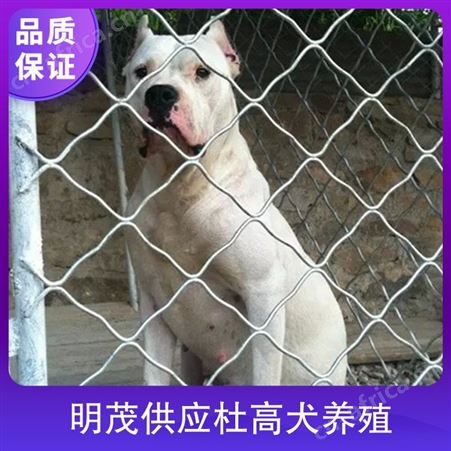 明茂供应杜高犬养殖 公母均有 品种杜高犬 品类犬类