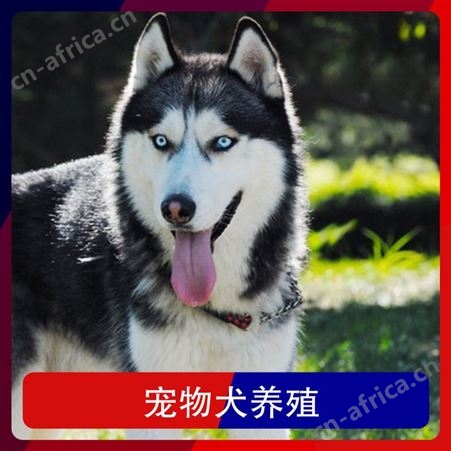 宠物犬养殖 胸围25cm 体高55cm 体长66cm 免疫驱虫已做