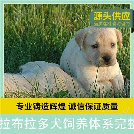 拉布拉多犬饲养体系完整 免疫驱虫已做 体重37kg