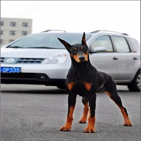 血统杜宾幼犬 德系立耳3个月杜宾犬 适应能力强 明茂