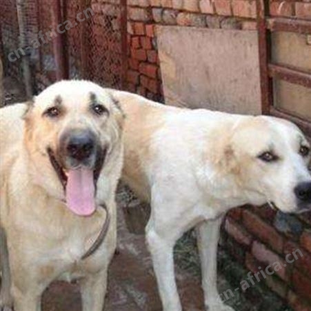 长期供应中亚牧羊犬幼崽 双血统 看家护院 适应能力强