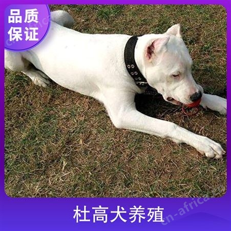 杜高犬养殖基地 性别公母 免疫驱虫已做完 年龄2-6