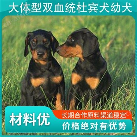 大体型双血统杜宾犬幼犬 品种杜宾犬 公母均有 体重10kg