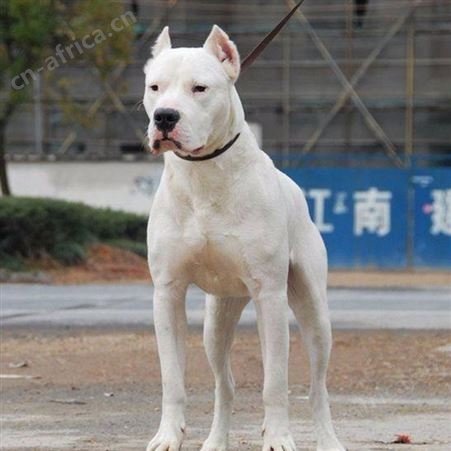 双血统阿根廷杜高犬 家养宠物伴侣犬 抗病能力强 体格健壮