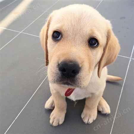农家养殖育肥拉布拉多犬 看家护院 聪明伶俐 适应性强