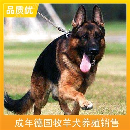 成年德国牧羊犬养殖销售 公母皆有 品种德国牧羊犬