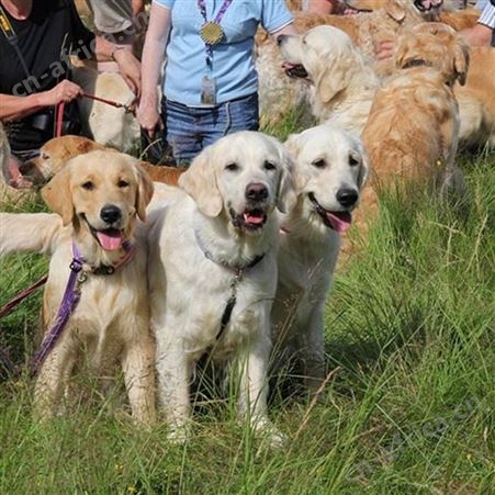 成年金毛犬 导盲犬出售 体格良好 聪明温顺 明茂