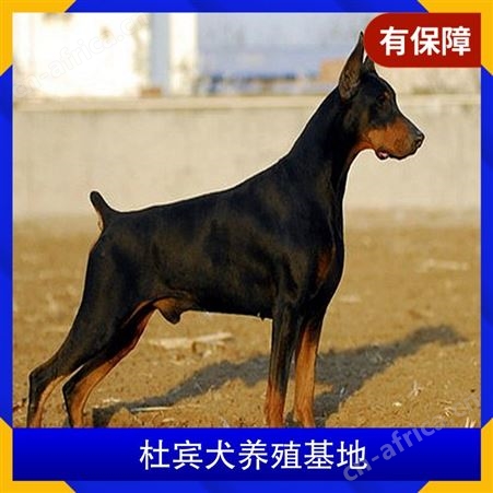 杜宾犬养殖基地 规格成年犬 品种杜宾犬 成活率百分之93