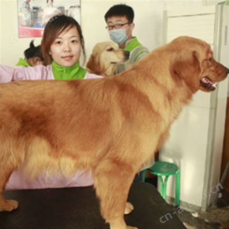 成年金毛犬 导盲犬出售 体格良好 聪明温顺 明茂