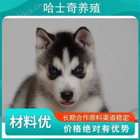 哈士奇养殖注意事项 公母均有 品种哈士奇犬 胸围34cm