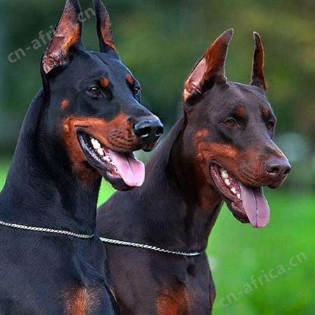 大骨架护院黑狼犬 大型双血统护卫犬 科学饲养 提供技术指导
