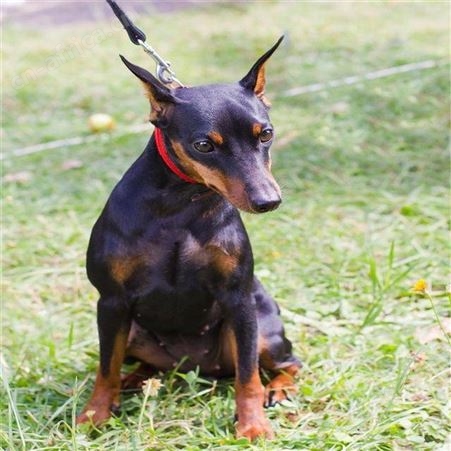 双血统改良杜宾犬养殖 大型成年犬 动作敏捷 四肢有力