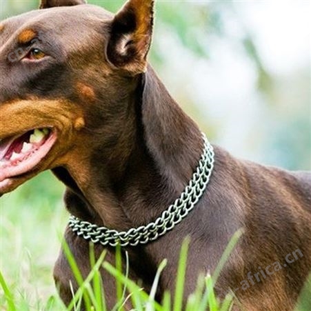 出售中型杜宾犬 看家护院犬 肌肉发达 行动敏捷 适应性强