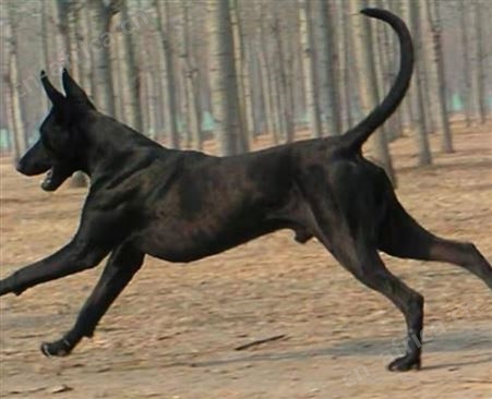 黑狼犬纯种幼犬活体墨界黑狼三个月出售 明茂