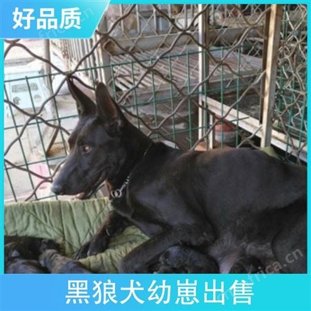 黑狼犬幼崽出售 公母均有 免疫驱虫已做完 体长96cm