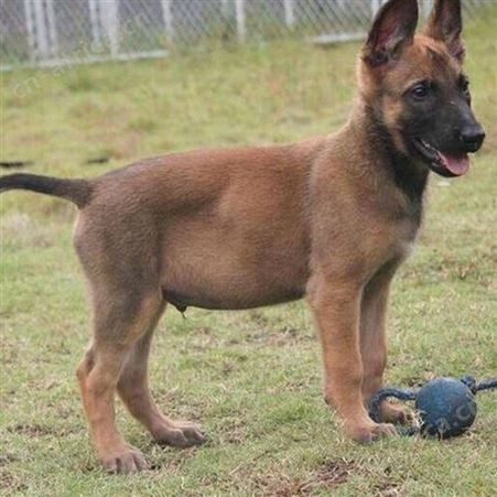 马犬养殖基地 纯种成年宠物犬 健康活体 适应能力强 生长快