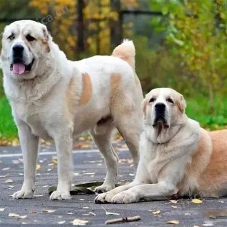 自然散养中亚牧羊犬幼崽 活体出售 适应能力强