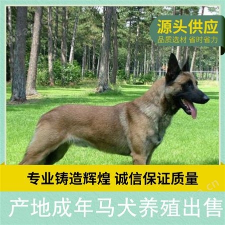 产地成年马犬养殖出售 体高16cm 体型中型 年龄2至6个月