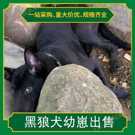 黑狼犬幼崽出售 公母均有 免疫驱虫已做完 体长96cm