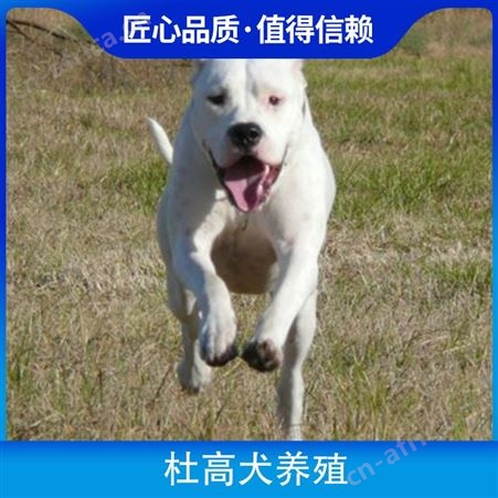 杜高犬养殖场 品种犬 性别公母 年龄2-5个月