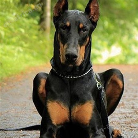 长期养殖 成年杜宾犬 双血统德系犬 杜宾幼犬 品种优良 明茂