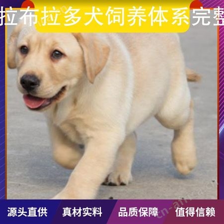 拉布拉多犬饲养体系完整 免疫驱虫已做 体重37kg