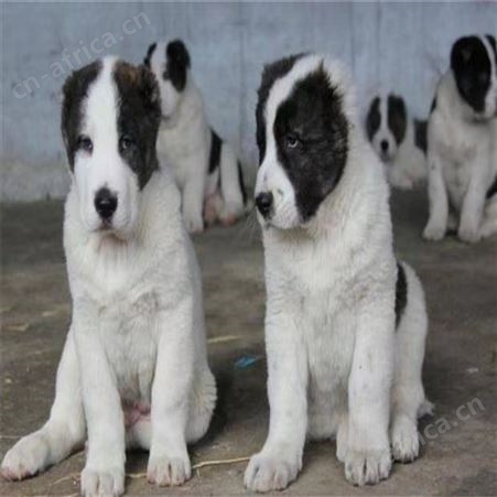双血统中亚牧羊犬养殖 幼犬科学饲养 肌肉发达 明茂