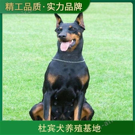 杜宾犬养殖基地 规格成年犬 品种杜宾犬 成活率百分之93