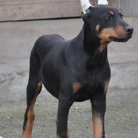 家养纯种美系德系杜宾幼犬 护卫犬 迷你幼崽 宠物狗狗活物