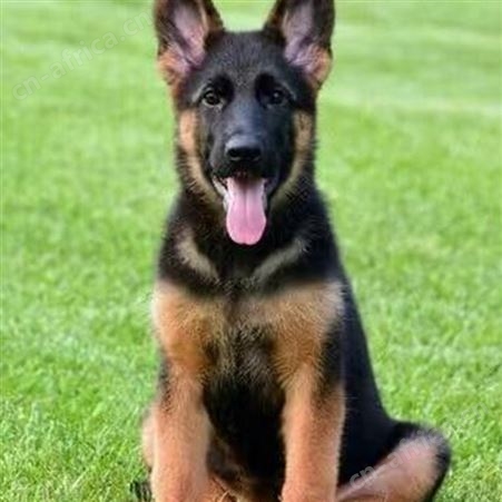 德牧犬养殖基地 活体销售 黑背牧羊犬幼犬 饲养简单 明茂