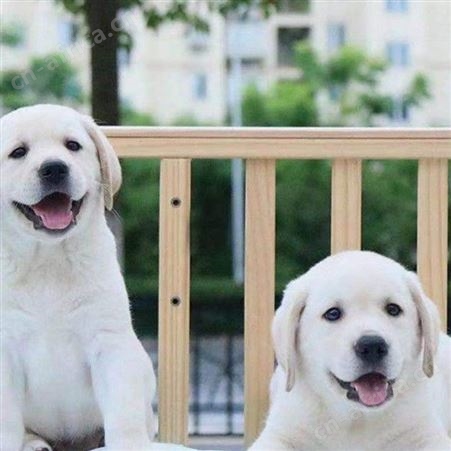 萌宠拉布拉多犬 聪明伶俐 看家护院犬养殖 肌肉发达易养活