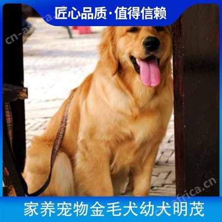 家养宠物金毛犬幼犬明茂 公母均有 品种金毛犬 体型大型