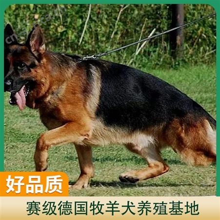 赛级德国牧羊犬养殖基地 品种德国牧羊犬 性别公母